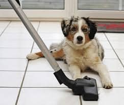 dog and vacuum
