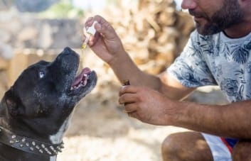 giving a dog cbd