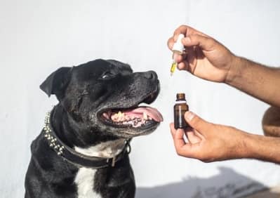 pet cbd oil