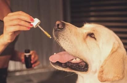 cbd for dogs
