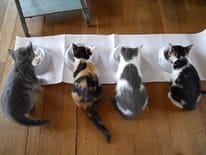 cat feeding