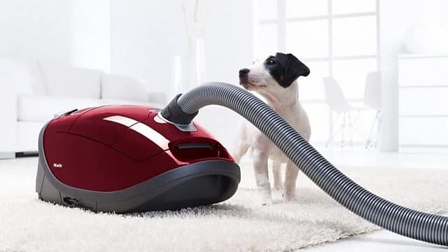 dog and vacuum cleaner