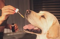 cbd for dogs