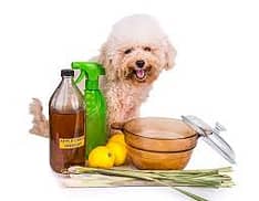 apple cider for dogs