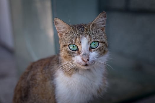 cat